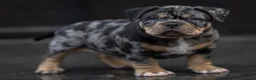 Amerikaanse Bully honden te koop: American Bully pocket pup verwacht  - Advertentie 3