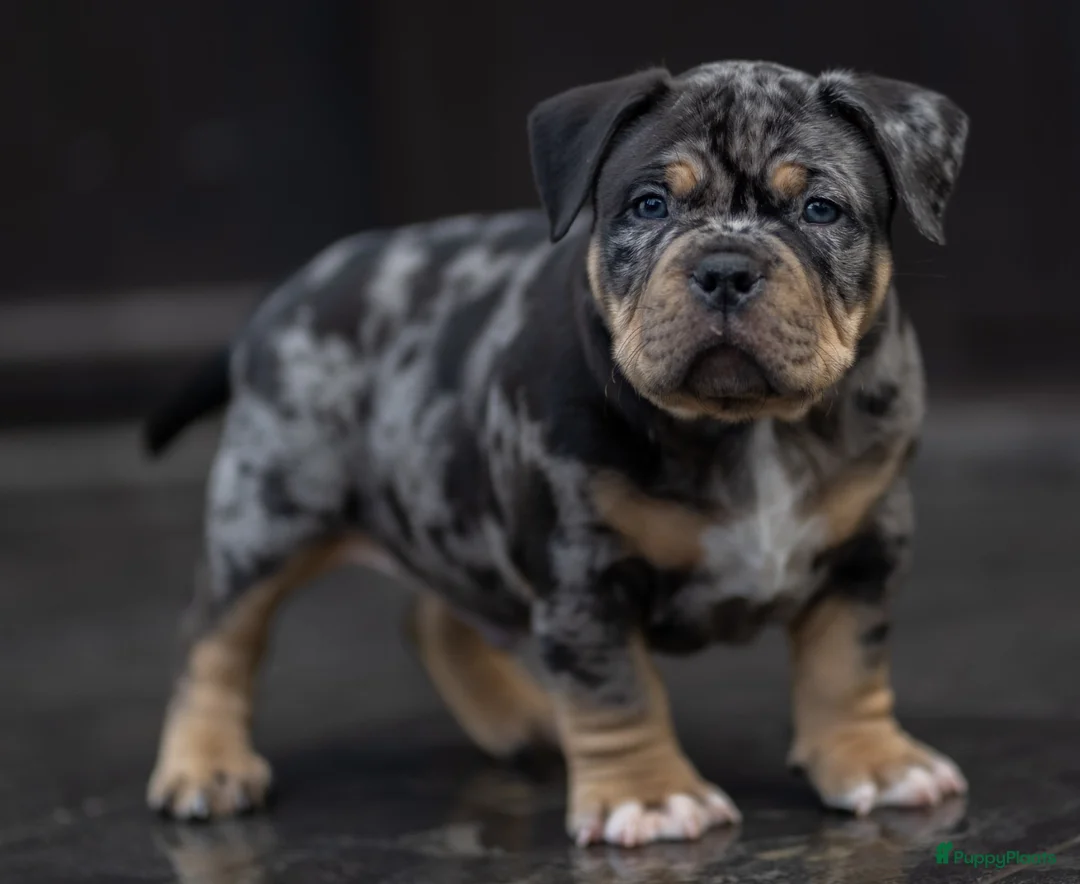 Amerikaanse Bully honden te koop: American Bully pocket pup verwacht  - Advertentie 3