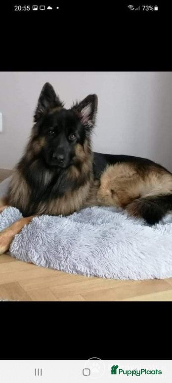 Duitse Herder honden Langharige oud Duitse herder in Numansdorp - Advertentie 12