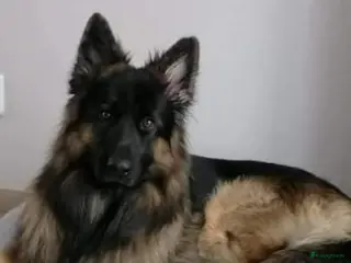 Duitse Herder honden Langharige oud Duitse herder in Numansdorp - Advertentie 19
