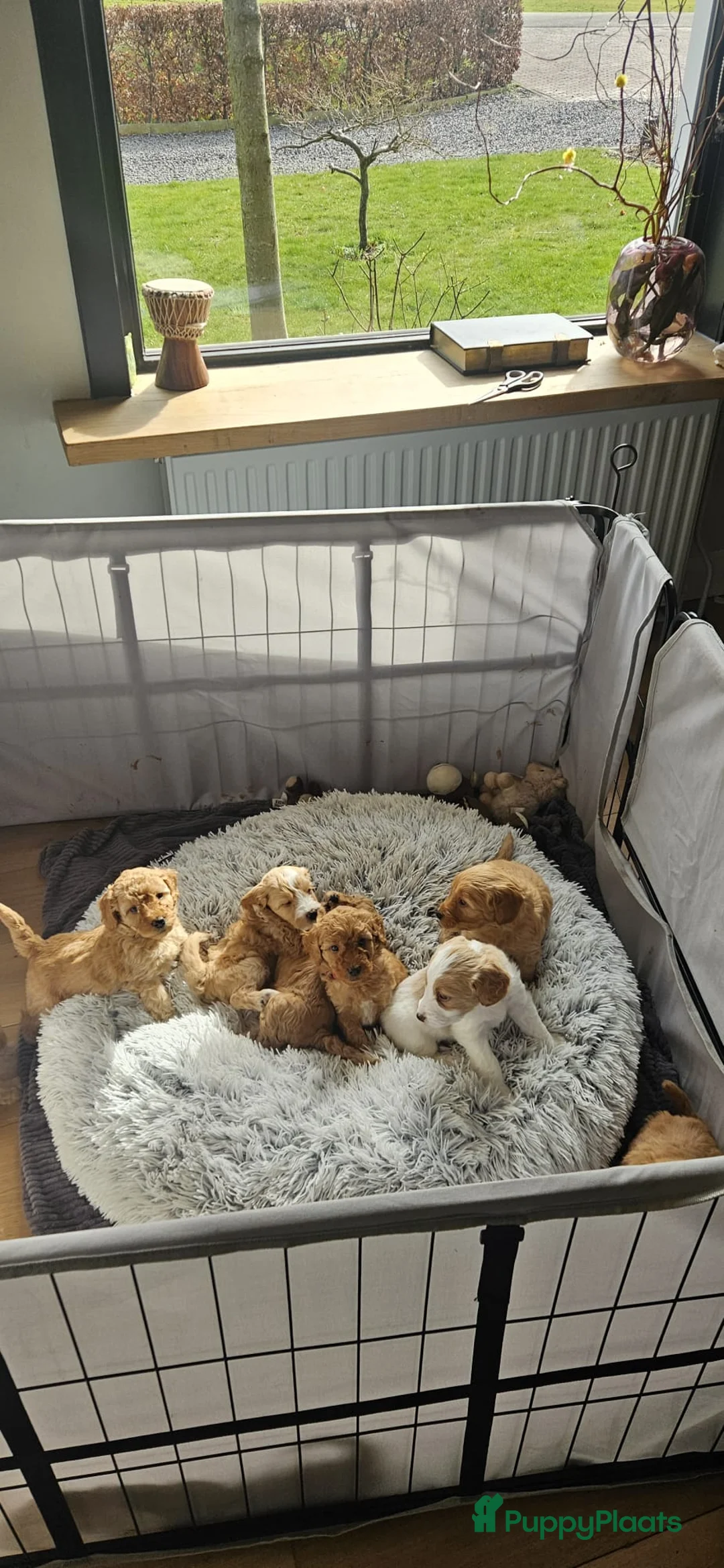 Kruising honden te koop: Medium doodles ma mini labradoodle pa labradoodle - Advertentie 2