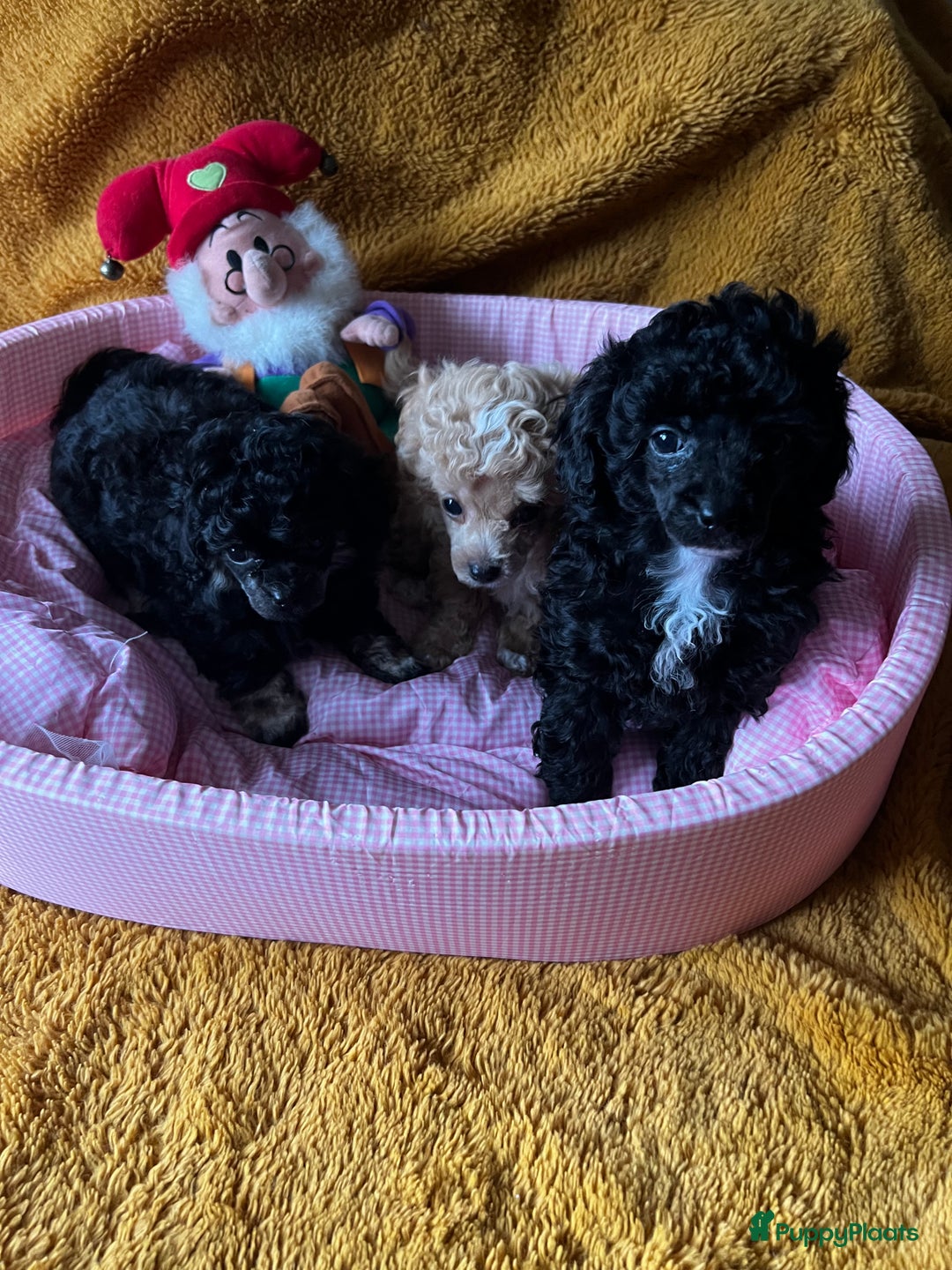 Poedel Toy honden te koop: Toy poedels  - Advertentie 9