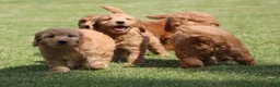Goldendoodle honden te koop: Mooie Goldendoodle pups - Advertentie 14
