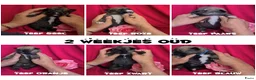 Kruising honden te koop: Prachtige Border Collie x Mechelse Herder pups F1 - Advertentie 5
