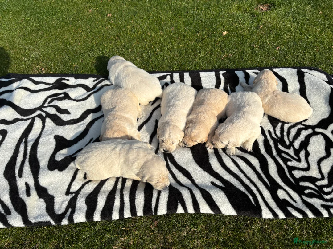 Golden Retriever honden te koop: Prachtige golden retrievers puppy’s  - Advertentie 12