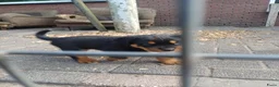 Rottweiler honden te koop: Super leuke en lieve rottweiler pups - Advertentie 7