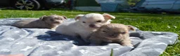 Chihuahua honden te koop: Langharige Chihuahua puppy’s  - Advertentie 1