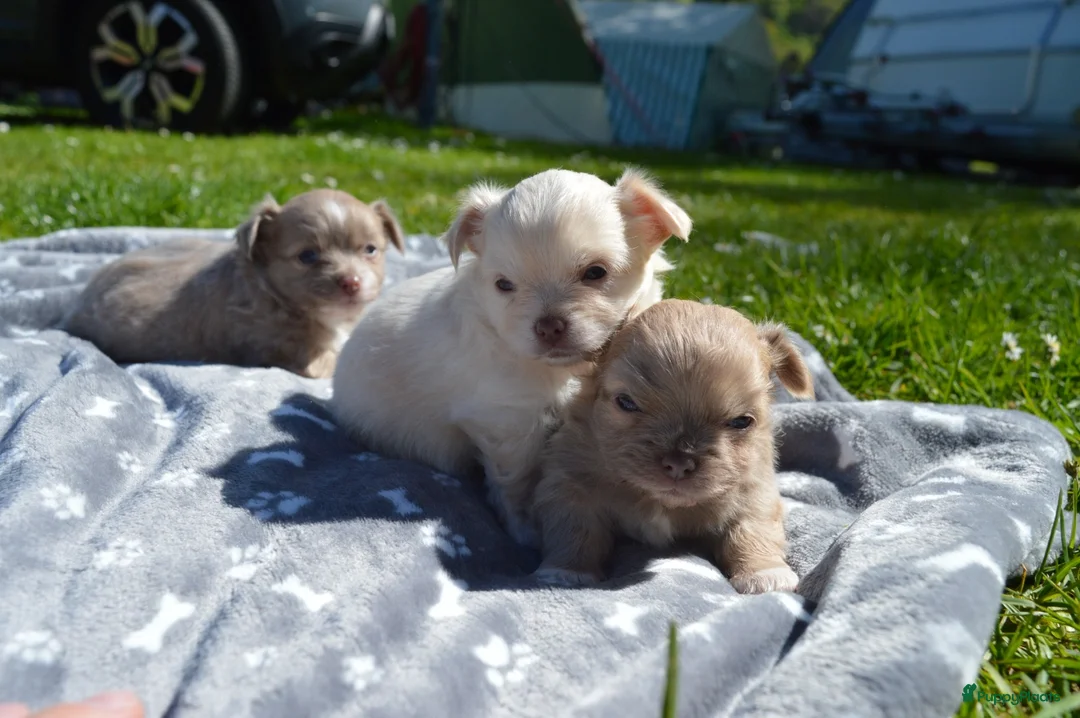 Chihuahua honden te koop: Langharige Chihuahua puppy’s  - Advertentie 1