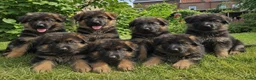 Duitse Herder honden te koop: Duitse herders langharige  - Advertentie 4