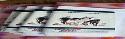 Shih Tzu honden te koop: Te koop raszuivere shih-tzu pup met fci stamboom  - Advertentie 6