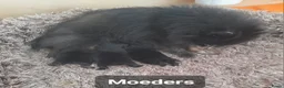 Pomeriaan honden te koop: Pomeriaan  - Advertentie 8