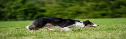Border Collie honden te koop: border collie reutjes - Advertentie 7