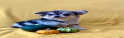 Pomchi honden te koop: 75% chihuahua/25% Pomeriaan pups zoeken huisje - Advertentie 6