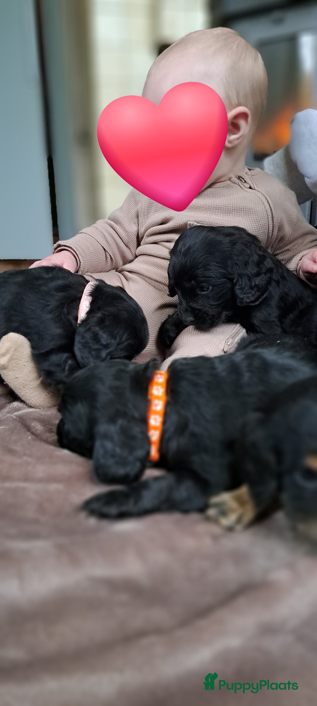 Kruising honden te koop: Kruising Engelse cockerspaniel pups.  - Advertentie 6