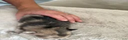 Pomeriaan honden te koop: Pomeriaan pups - Advertentie 5