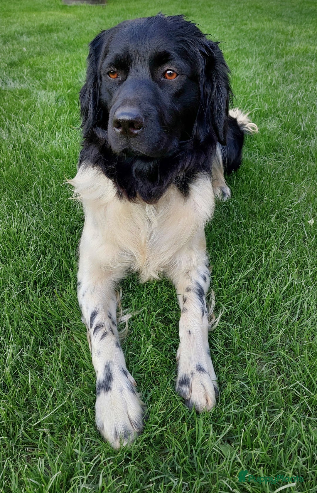 Friese Stabij honden ter dekking: Friese stabij dekreu met stamboom in Baarle-Nassau - Advertentie 5