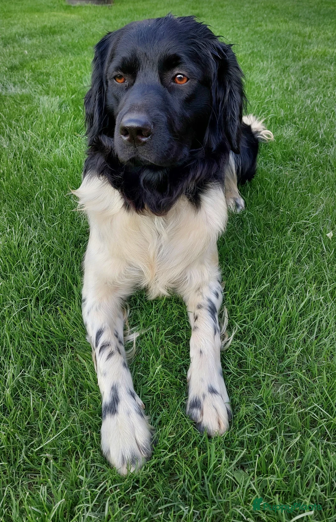 Friese Stabij honden ter dekking: Friese stabij dekreu met stamboom in Baarle-Nassau - Advertentie 5