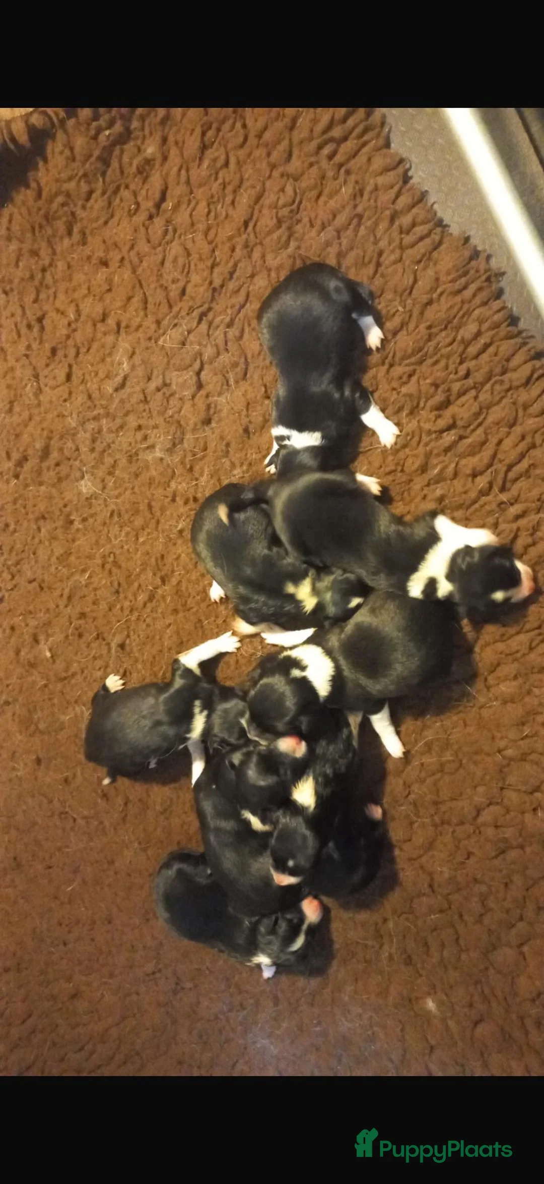Border Collie honden te koop: Klassiek getekende zwart witte en  driekleur pups - Advertentie 2