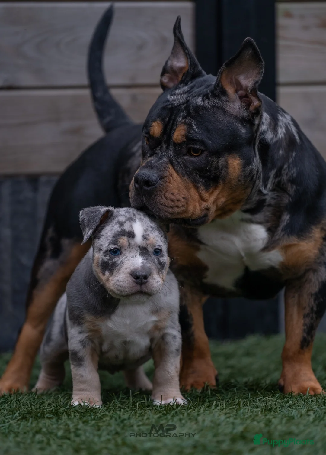 Amerikaanse Bully honden te koop: American Bully pups verwacht rond september - Advertentie 1