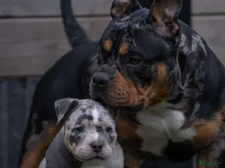 Amerikaanse Bully honden American Bully pups verwacht rond september - Advertentie 1