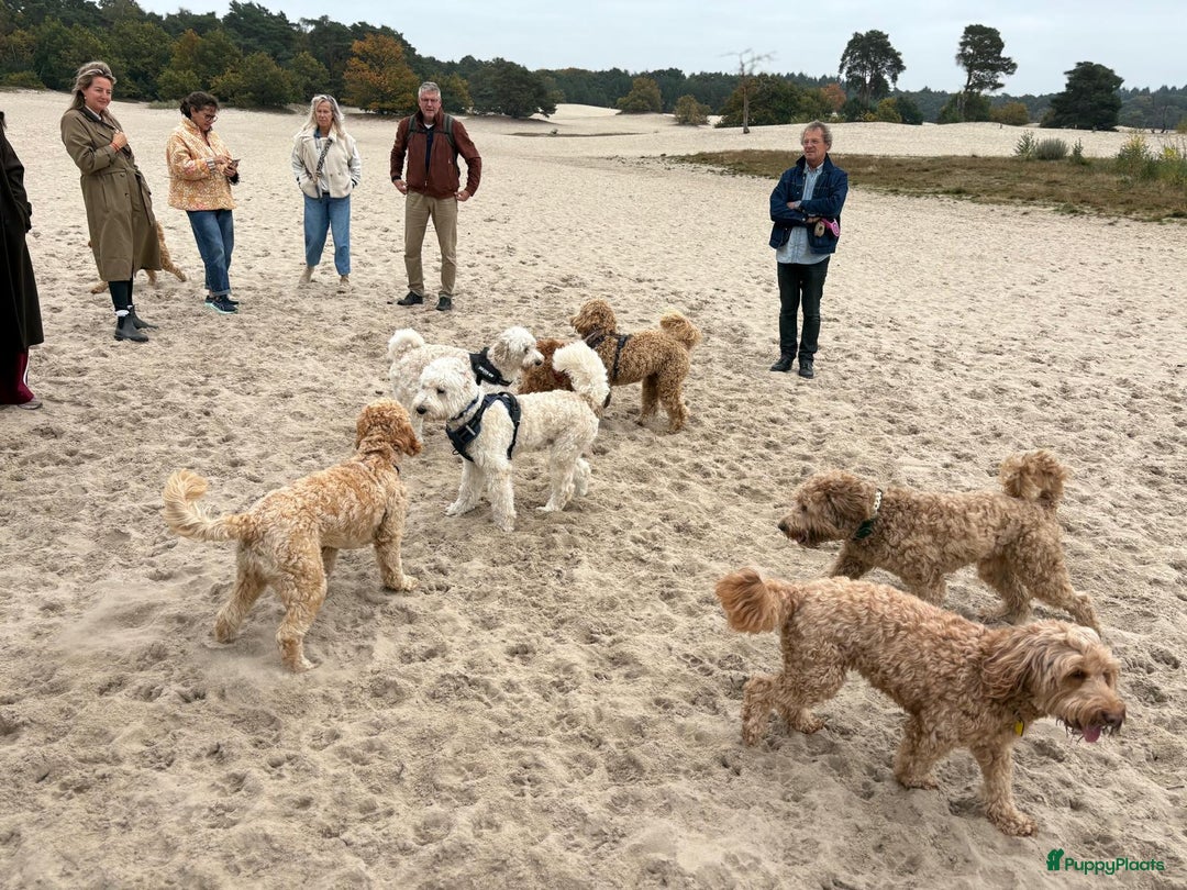 Australian Labradoodle honden te koop: Labradoodle medium ( Australian ) - Advertentie 20