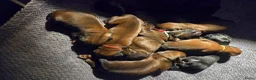 Briard honden te koop: De pups van Briard zoeken een lief en goed gezin - Advertentie 3