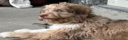 Kruising honden te koop: Australian doodle reu - Advertentie 4