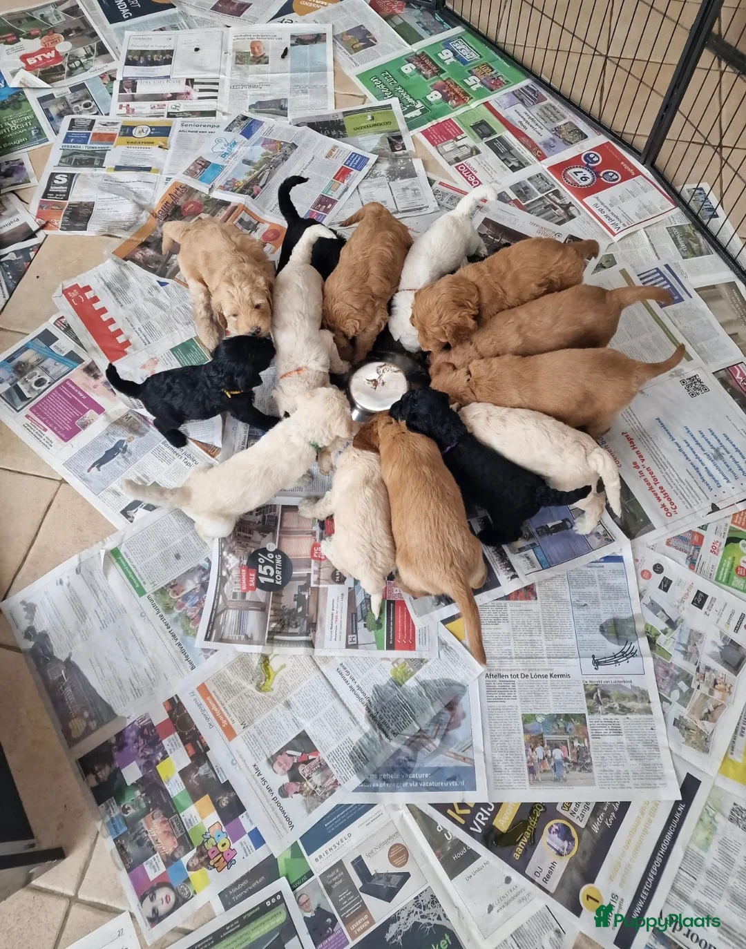 Kruising honden te koop: (Australian)Labradoodle pups op komst - Advertentie 14