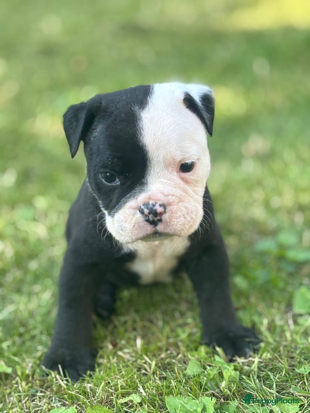 Old English Bulldog honden te koop: Old english Bulldog pups uit geteste ouders - Afbeelding 14