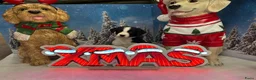 Border Collie honden te koop: Border collie puppy's in Oude Pekela - Advertentie 28