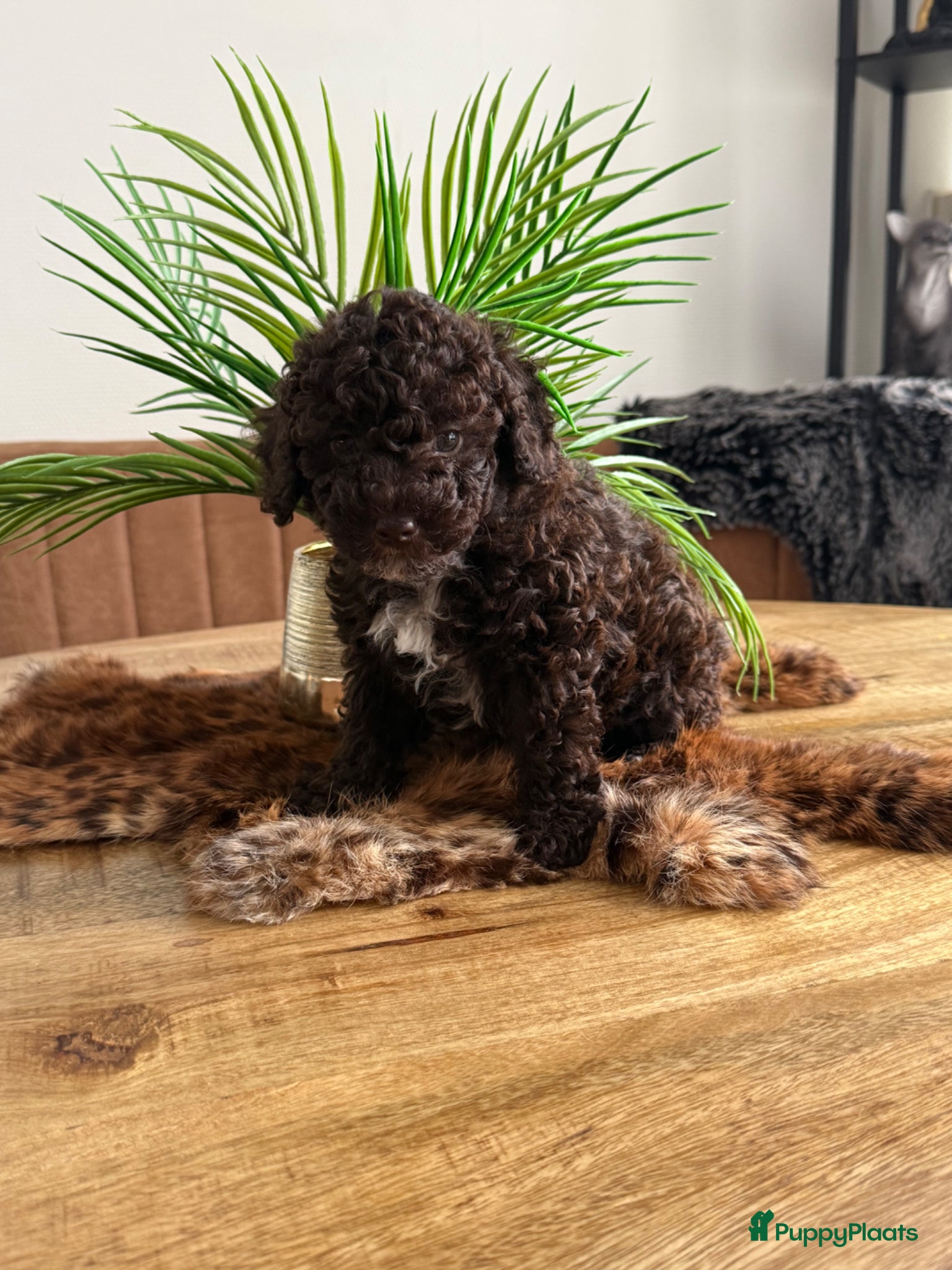 Kruising honden Laatste reutje prachtige La Poodle/ Doodle pup - Advertentie 2