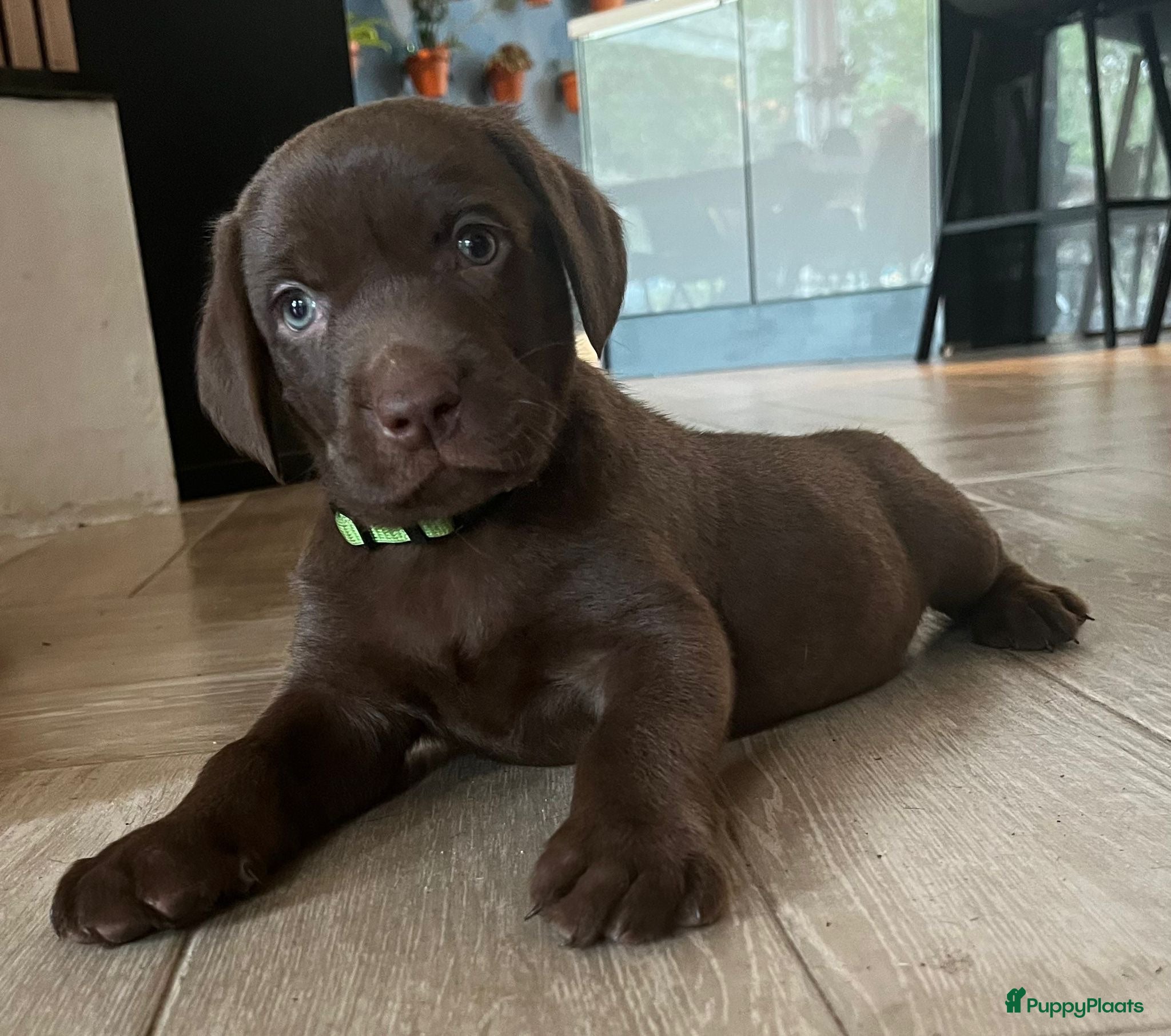 Kruising honden Zeer mooie Labmaraner pups, Labrador x Weimaraner - Advertentie 1