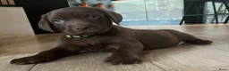 Kruising honden te koop: Zeer mooie Labmaraner pups, Labrador x Weimaraner in Son - Advertentie 5