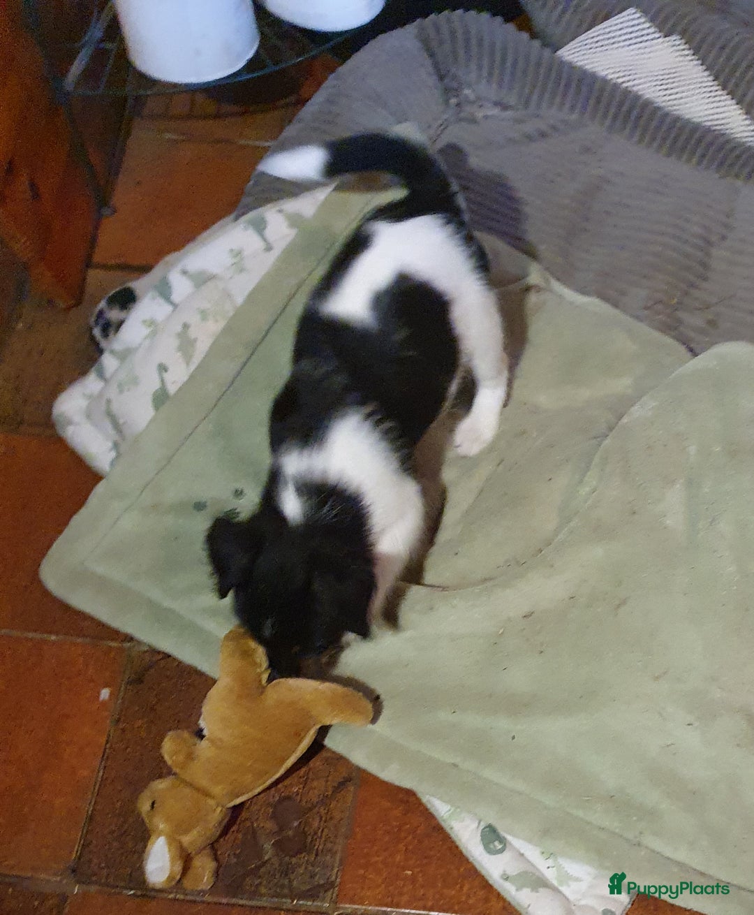 Jack Russel Terriër honden te koop: Lieve ruwharige JACK RUSSELTJES Laagbenig, dď - Afbeelding 33