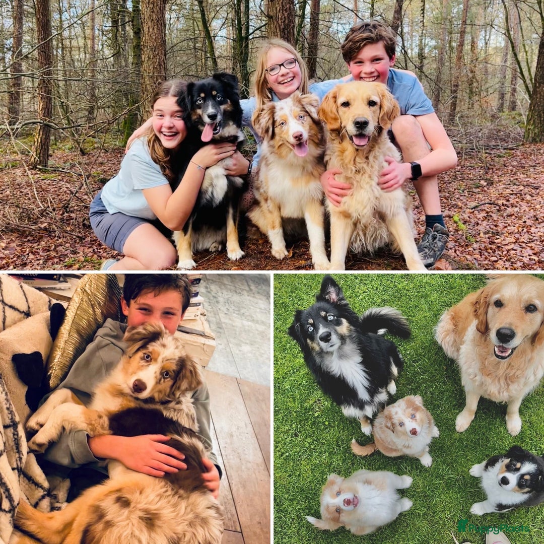 Australian Shepherd honden te koop: Prachtige pups Australian shepherd X  - Advertentie 22