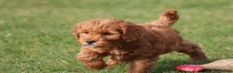 Maltipoo honden te koop: Knappe Maltipoo pups. - Advertentie 11