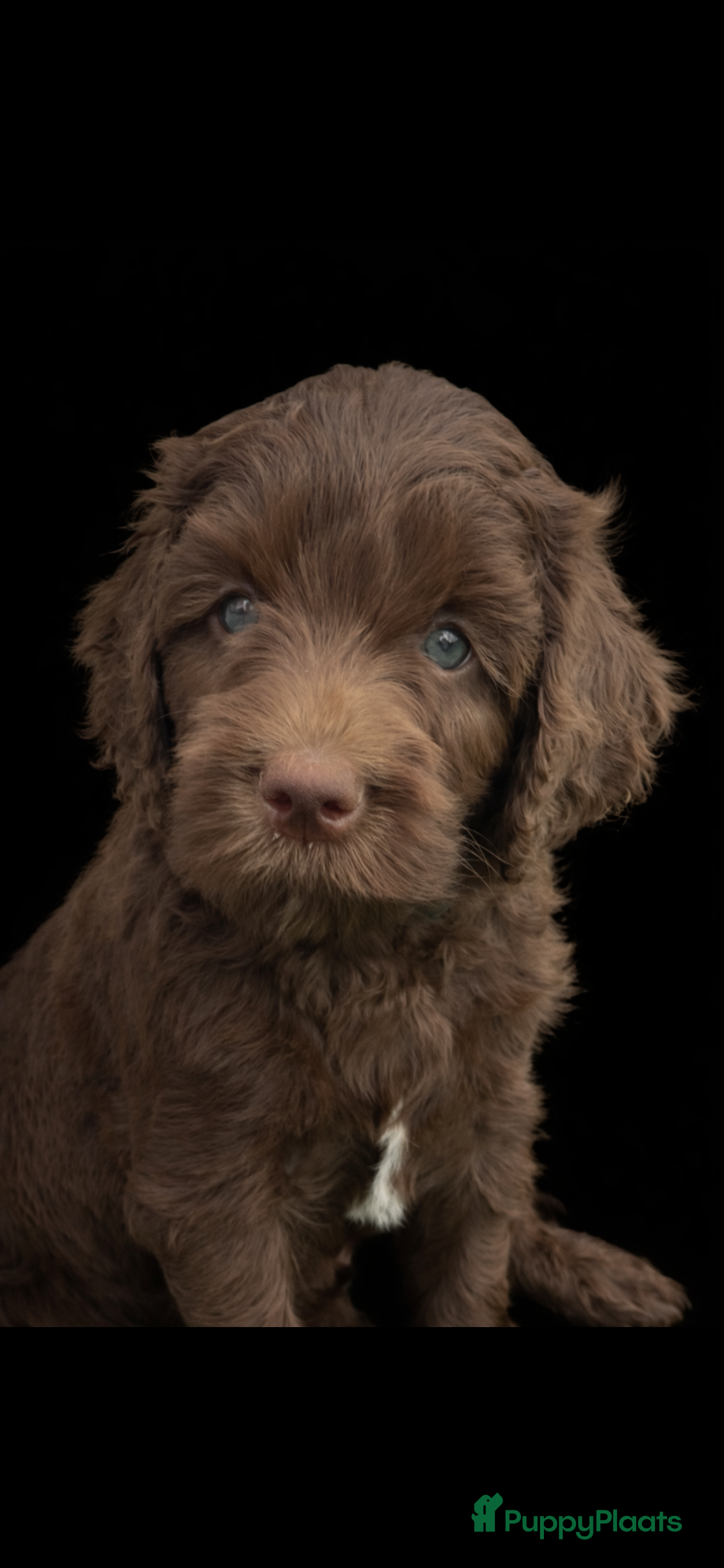Kruising honden Medium chocolade labradoodles met Australian bloed - Advertentie 1