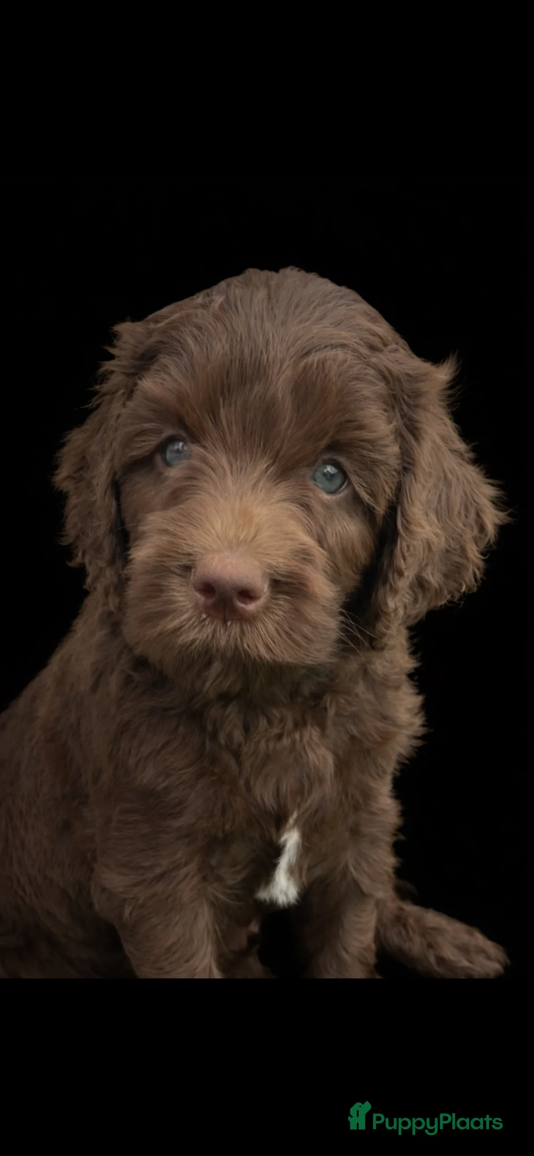 Kruising honden te koop: Medium chocolade labradoodles met Australian bloed - Advertentie 1