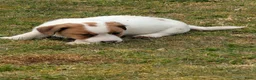 Jack Russel Terriër honden te koop: Lieve Jack Russell pups met stamboom  - Advertentie 14