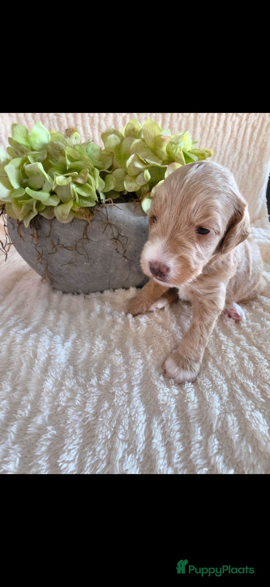 Labradoodle honden Mooie kleine labradoodles - Advertentie 8