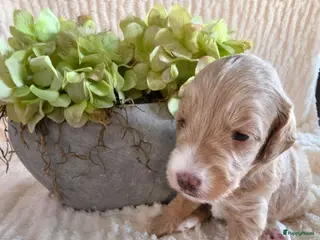 Labradoodle honden Mooie kleine labradoodles - Advertentie 8