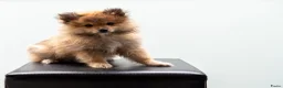 Kruising honden te koop: 4 Prachtige Keeshond/Pomeriaan pups (Oranje-Sabel) in Den Haag - Advertentie 26