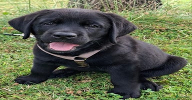 Labrador Retriever honden - Advertentie 4