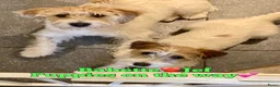 Jack Russel Terriër honden te koop: Ruwharige & brokencoated jack russell pups - Advertentie 2