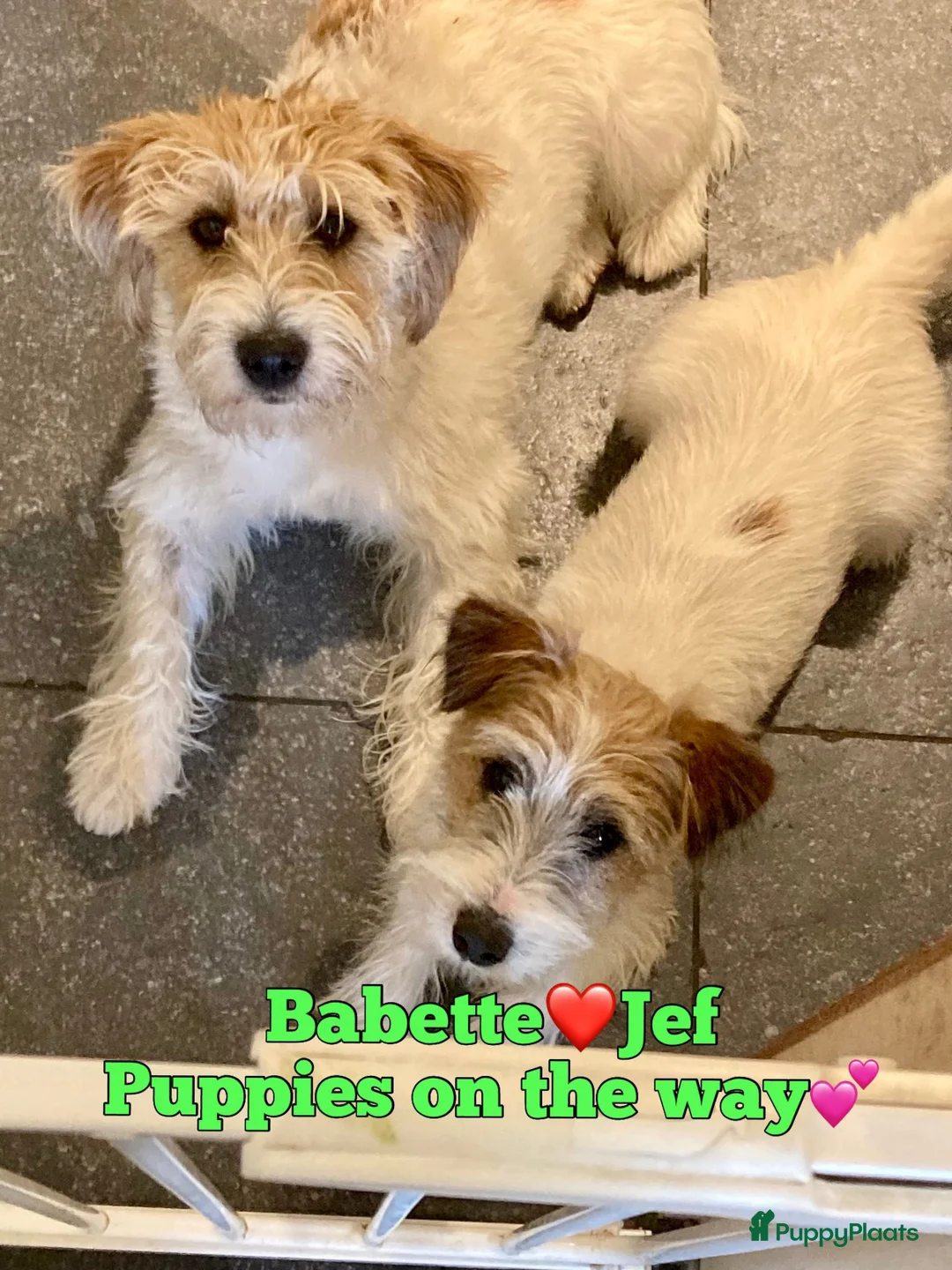Jack Russel Terriër honden te koop: Ruwharige & brokencoated jack russell pups - Advertentie 2