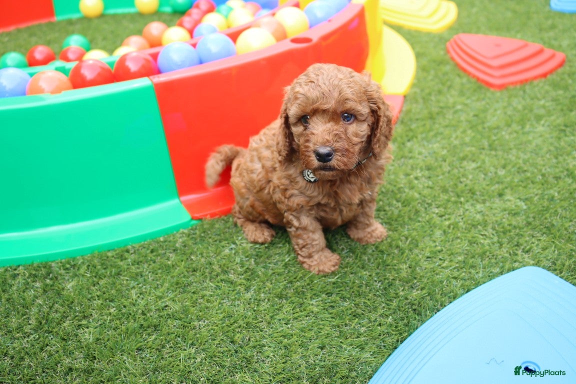 Australian Labradoodle honden te koop:  6 lieve Mini/medium Australian labradoodle pups - Advertentie 13