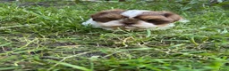 Shih Tzu honden te koop: Maximale grootte van 1,5 kg - Advertentie 4