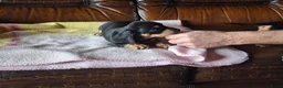 Dwergteckel honden te koop: Dwergteckel in Achtmaal - Advertentie 9
