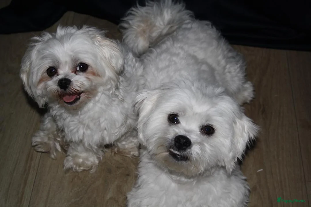 Maltezer honden te koop: Mini malzeter  - Advertentie 2