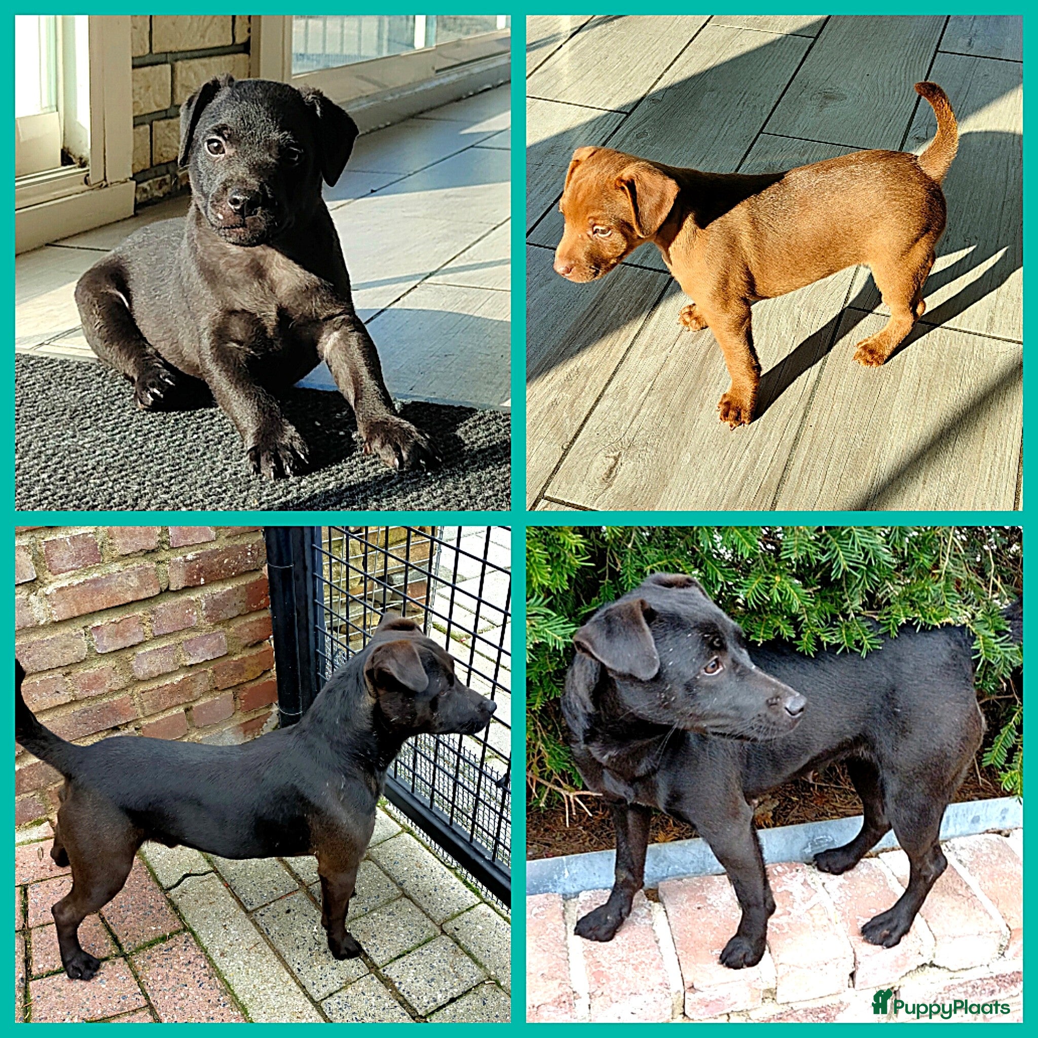 Jack Russel Terriër honden stoere patterdale pups beide ouders aanwezig ! - Advertentie 2